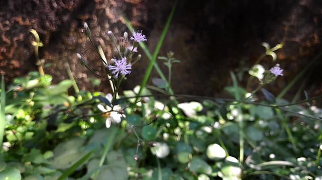 Cyanthillium cinereum
