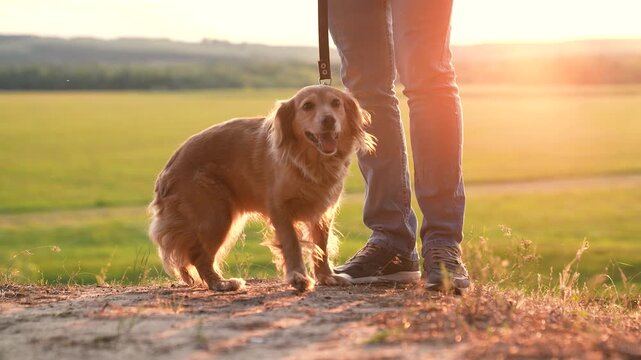 Ginger cocker spaniel dog sniffs ground walking with owner at orange sunset light owner walks curious pedigreed dog in country park owner with small spaniel dog enjoys weekend in evening closeup