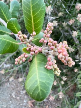 A sturdy Lemonadeberry shrub (Rhus integrifolia) growing in the coastal environment of Carlsbad.