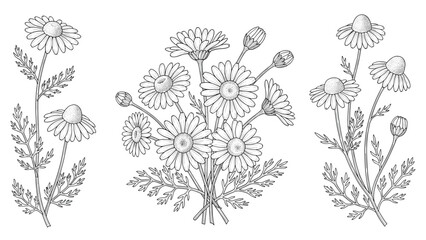 Fototapeta premium Detailed black and white botanical sketches of chamomile flowers with stems and leaves ideal for herbal tea branding.