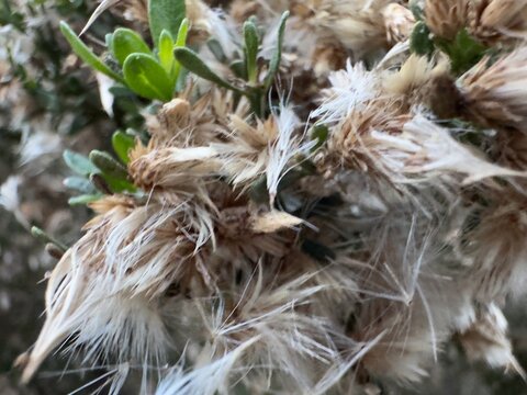 Extreme close-up of the delicate, hair-like pappus of a Coyote Brush plant.