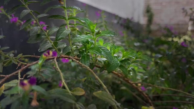 Cuphea hyssopifolia