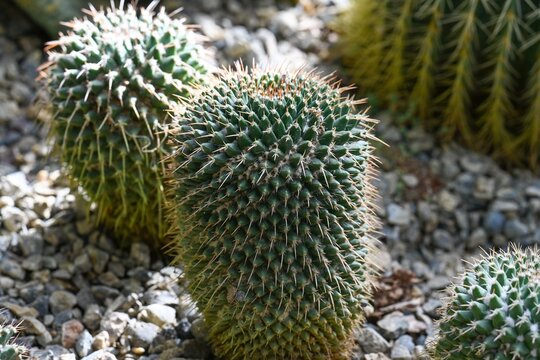 Close up of green mammillaria cactus with sharp spine in spring garden. Beautiful mammillaria carnea plant with geometrical areole in stony ground.