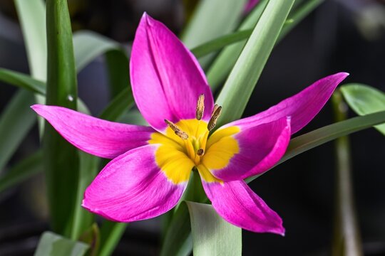 Bright pink botanical tulip flower with yellow center in spring garden. Beautiful tulipa humilis plant for creative nature decor and floral design.