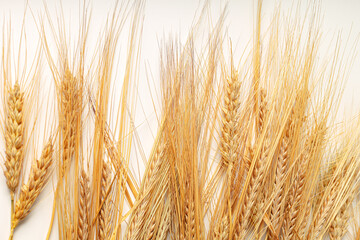 Fototapeta premium Wheat stalks and heads displayed on a light background during harvest season
