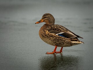 Mallard duck (Anas platyrhynchos) in winter.