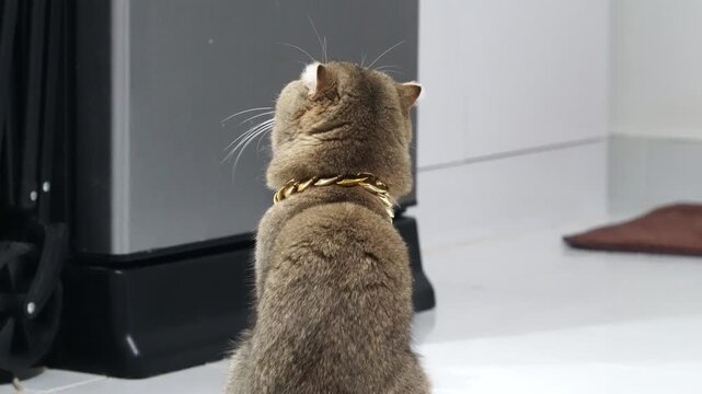 Scottish Fold cat with gold chain sitting and looking up on indoor white tile kitchen floor, alert and curious brown fur domestic pet in relaxed mood, short hair luxury animal attentive and calm