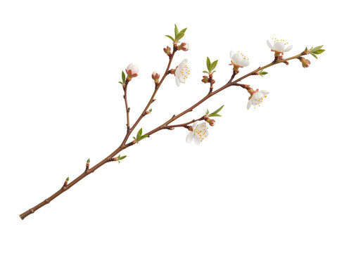 Branch with white flowers, green leaves isolated on a transparent background
