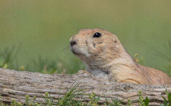 Prairie dog in Theodore Roosevelt National Park, North Dakota