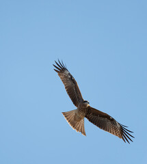 Fototapeta premium 空を飛ぶトビ 
