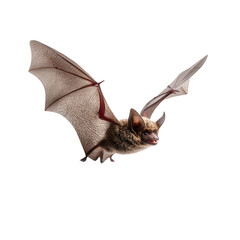 Obraz premium A brown bat gracefully flies with its wide wings fully extended against a stark transparent background. Its furry body, large ears, and delicate wing membranes are clearly visible as it navigates the 