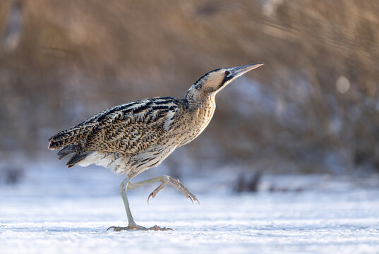 Great bittern bird ( Botaurus stellaris ) close up