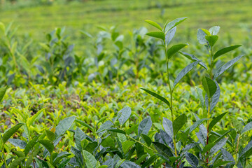 Naklejka premium A field of green tea camellia sinensis plants with some leaves that are wet in Sao Miguel, Azores