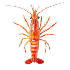 A vibrant red-orange shrimp is presented against a pure transparent background. Its body is gently curved, highlighting the segmented shell and numerous delicate legs.