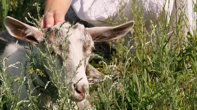 Female hands stroking cute baby goat at sunny countryside greenery pasture meadow closeup. Woman in white dress playing with adorable black and white goatling farm animal outdoor sunlight nature field