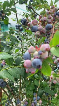 Close-up of ripe and unripe blueberries hanging in clusters on bush with green leaves in summer garden, selective focus. Organic berry harvest, healthy eating and natural agriculture. Vertical video.