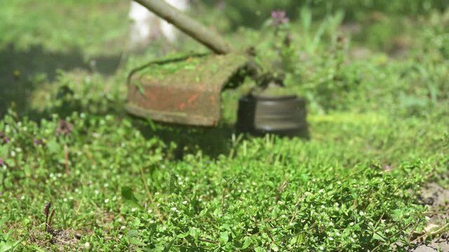 Spring renewal symbolized by cutting wild grass in sunlight, balance between nature and human care. 4K.