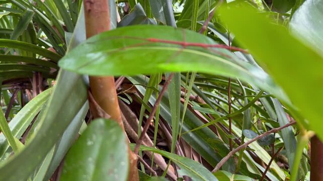 Slow motion reveal of stick insect on green leave in the national park, Mahe, Seychelles 25fps 001