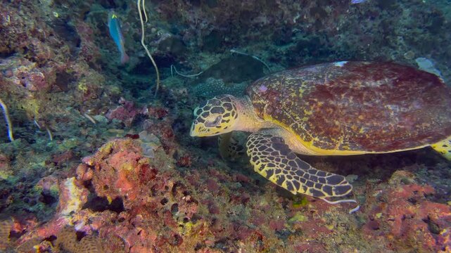 Close-up of a sea turtle swimming and feeding underwater. Exploration of the seabed, marine ecosystem, underwater nature, tropical fish. Underwater world and the life of its inhabitants. Diving.
