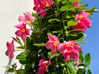 Mandevilla Sanderi pink flowers Brazilian Jasmine.