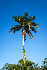 Obraz premium Tall palm trees in the Cuyabeno reserve, Ecuador