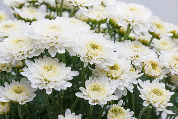 Fototapeta premium Beautiful white chrysanthemums on a white background.