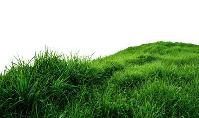 Obraz premium Dew Covered Green Grass Hill With Morning Light Glowing On Blades droplets, Isolated, Png Transparent Background