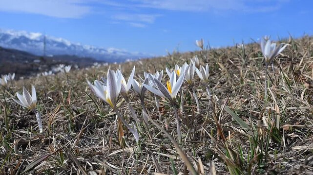 Spring primroses - flowers of the Alatau saffron on mountain slopes near the Kazakh city of Almaty