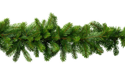 Obraz premium Close Up Fresh Green Conifer Branch with Soft Needles Against Black Background pine evergreen, Isolated, Png Transparent Background