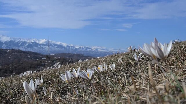 Spring primroses - flowers of the Alatau saffron on mountain slopes near the Kazakh city of Almaty