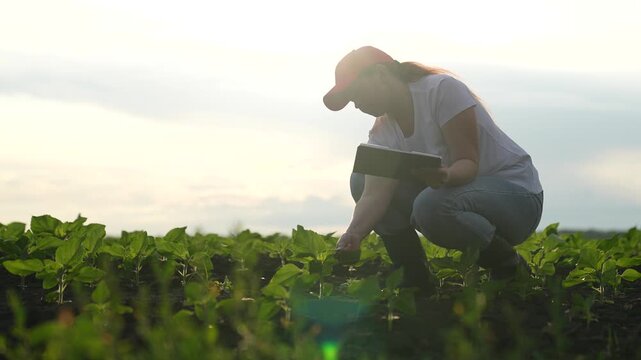 Agriculture, Agricultural innovation in field, Young woman examines plants, Tablet for farm management, Sun over the crops, Future-proof farming, Modern agronomist at work, Precision agriculture