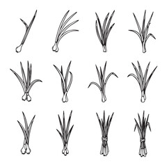 Spring Onion Illustrations Various Forms and Bundles Line Art Style