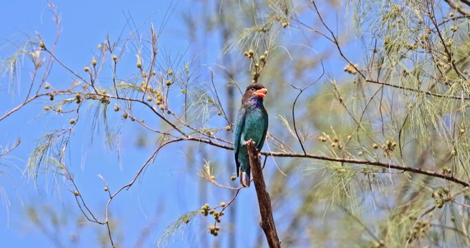 Oriental dollarbird perching on dry branch among casuarina tree foliage under clear blue sky. wildlife photography, tropical bird, nature, avian, exotic species, birdwatching.
