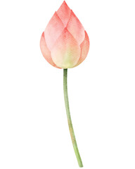Watercolor Lotus Flower Bud