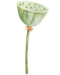 Watercolor Lotus Seed Pod Illustration