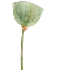 Green Poppy Seed Head Illustration