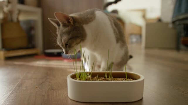 Domestic Cat Eating Fresh Green Grass