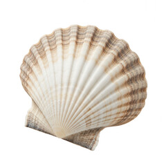 Beautiful seashell with intricate ridges and a smooth, glossy surface displayed against white