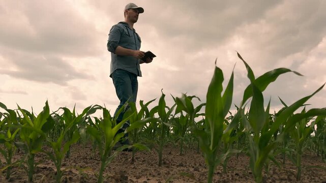 agriculture, farmer working corn field digital tablet, Corn field management with tablet, Emerging corn sprout view, Technology in crop cultivation, Field research by digital device, Young plants