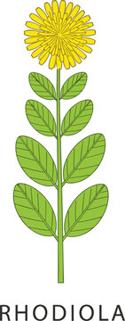 Vector illustration of Rhodiola rosea medicinal plant with green leaves and yellow flower for herbal health concepts