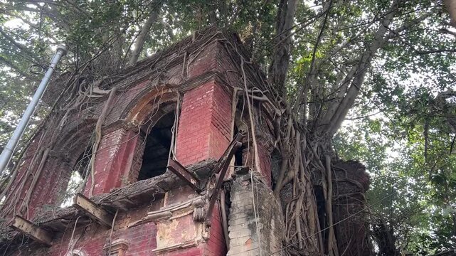 A crumbling, moss-covered Bengali zamindar mansion reclaimed by overgrown ancient trees and tangled vines, evoking a hauntingly eerie atmosphere.