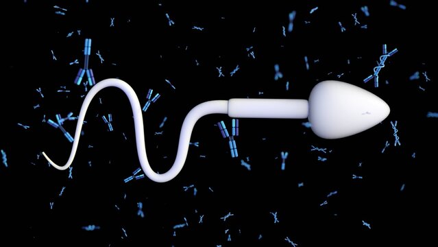 A 3D rendering of a sperm cell being targeted by of IgA and IgG antibodies or anti-sperm antibodies (ASA). A biological process associated with immunological infertility.