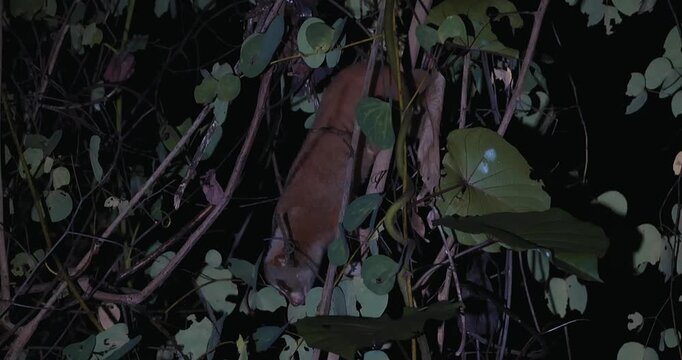 Bengal slow loris climbing through dense tropical foliage at night. Rare nocturnal primate behavior and wildlife conservation concept.