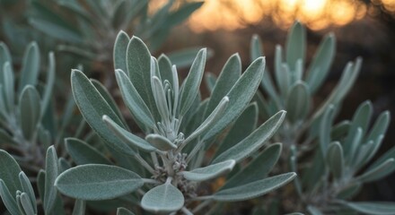 Silver leaves gleam at sunset, soft, textured