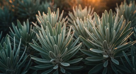 Silver-leafed, spiky plants in warm sunlight