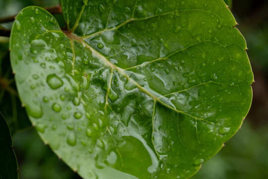 Close up of a broad green leaf with prominent veins and water drops