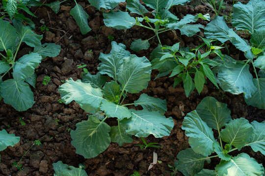 Collard greens with large green leaves. or Salad vegetable garden on the soil growing,Harvesting Agricultural Farming.