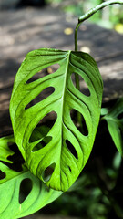 Monstera Adansonii Leaf Close Up with Tropical Green Background © Clemens