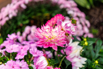 Fototapeta premium A close-up of pink dahlias in full bloom.