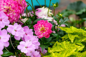 Fototapeta premium A close-up of pink dahlias in full bloom.
